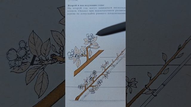 Горизонтальный кордон. Самая МОЩНАЯ формировка