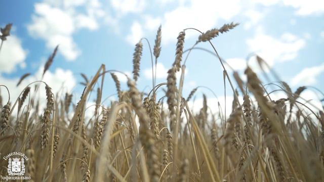 Новогоднее поздравление председателя облисполкома Ивана Крупко смотреть онлайн