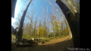 Валка больших деревьев, подборка. Big tree felling compilation (Russia)