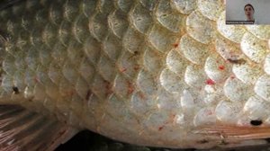 Кто такие рыбы?