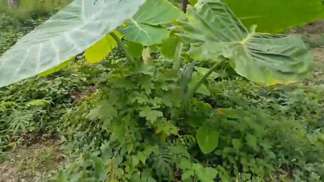 Alocasia Snow Giant Elephant Ear || Cuma 1 Juta Mewah di Taman