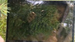 19. Рейтинг Баженова. Могло быть хуже. Большой брат