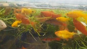 Кормление рыбок комарами