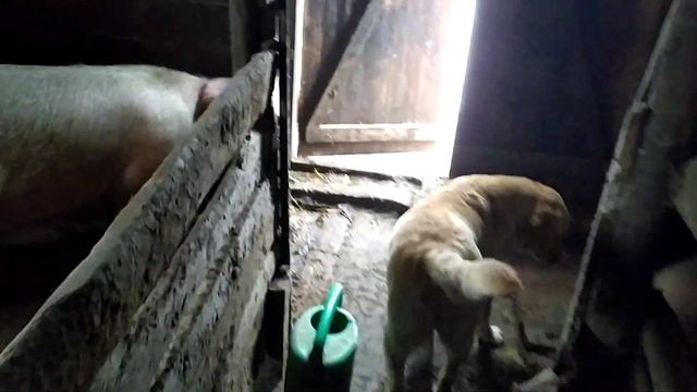 Выбираем СВИНОМАТОК .Каких оставить !!!!!! смотреть онлайн