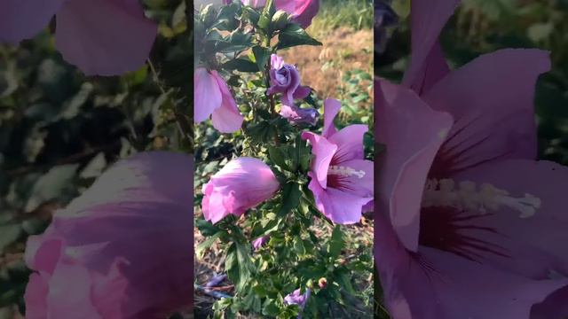 Aphrodite Rose of Sharon (Hibiscus syriacus 'Aphrodite')