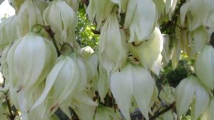 Зачем "дьяки курят ладан"?