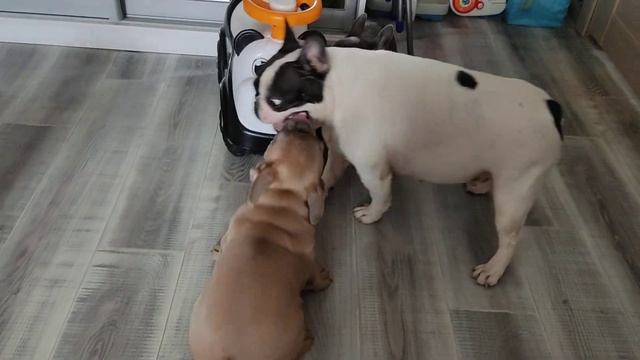 @французский бульдог @щенки французского бульдога@ Royal canin starter. смотреть онлайн