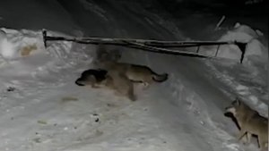 Волки нападают на собаку