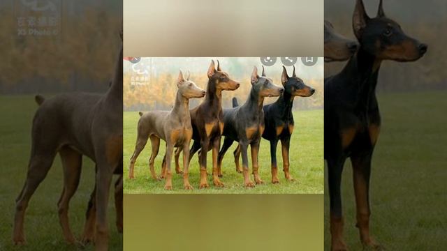 2 часть Эдит для Добермана смотреть онлайн