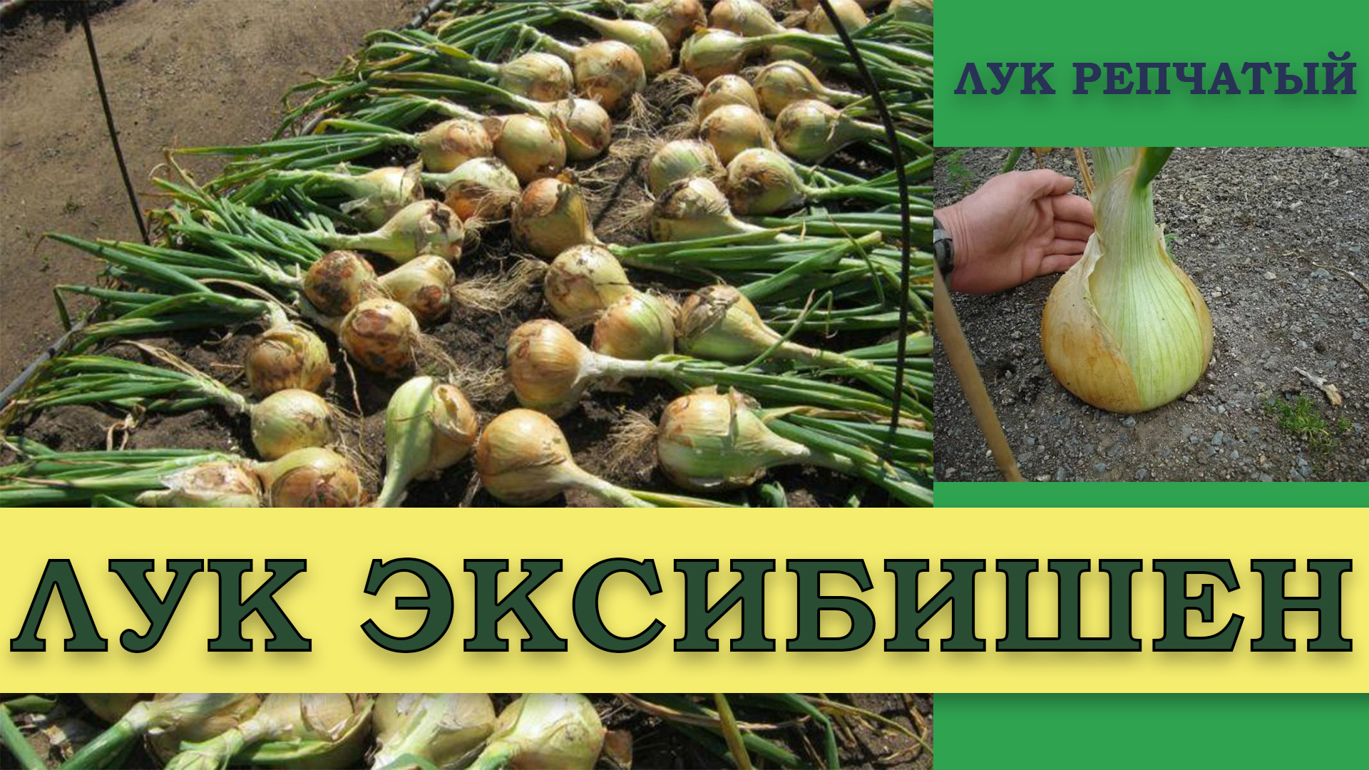 Лук ЭКСИБИШЕН (ГИГАНТСКИЙ СОЧНЫЙ РЕПЧАТЫЙ ЛУК В ОДНОЛЕТНЕЙ КУЛЬТУРЕ)