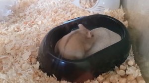 Маленькая Джерри хомяк купается в песке.