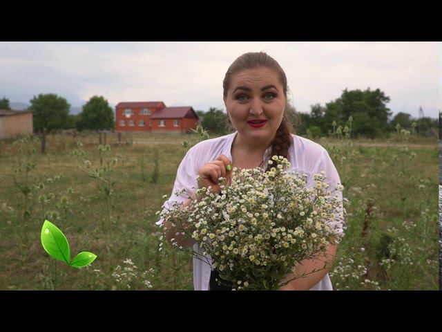 Кардаг (ТРАВА) - Ромашка (осетинский язык) смотреть онлайн