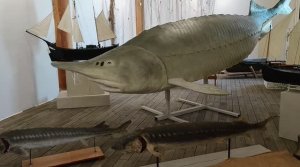 Астраханская рыбалка.История рыболовного промысла.Выставка в Цейхгаузе
