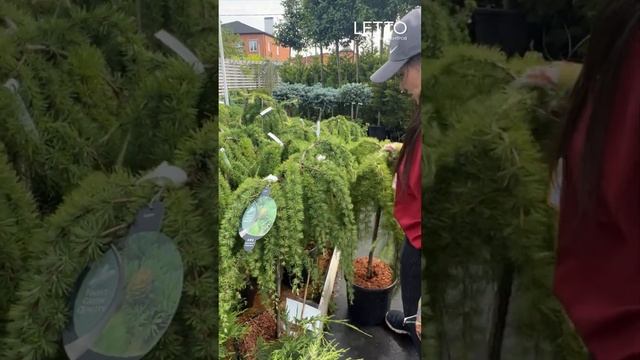 Хвойные необычные и редкие растения. Обзор поставки в LETTO смотреть онлайн