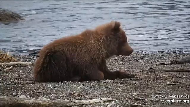 Медвежонок: Спать нельзя, вдруг мама рыбу поймает#Katmai National Park, Alaska 2023 смотреть онлайн