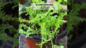 Cây giống Selaginella kraussiana Aurea (Rêu Hoàng Kim) chậu nhựa 8cm