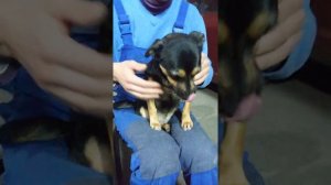 Как научить собаку говорить"мама"