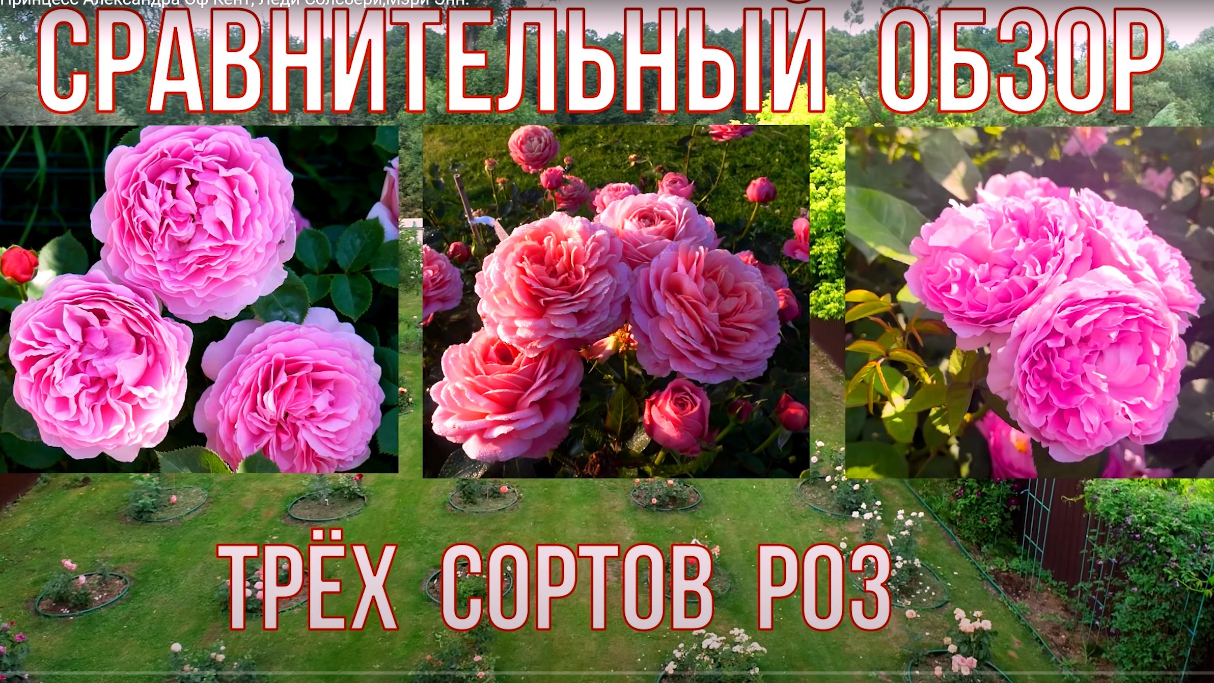 Сравнение трёх сортов роз Принцесс Александра  Оф Кент, Леди Солсбери,Мэри Энн.
