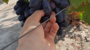 Сорта Винограда среднего срока созревания