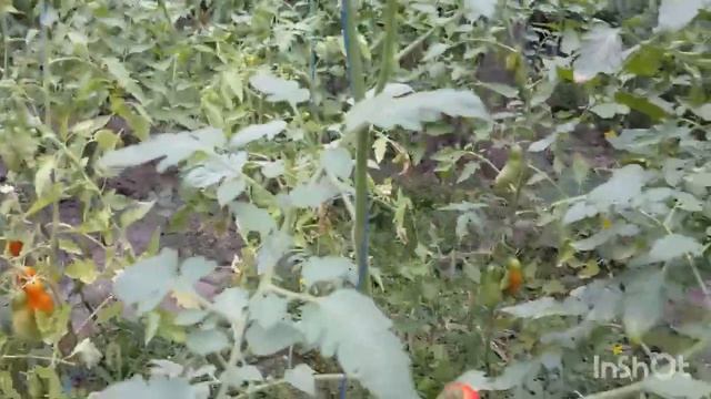 Обзор томата Спрут F1 сливка малиновый. Россыпи розовых сладких помидорчиков смотреть онлайн