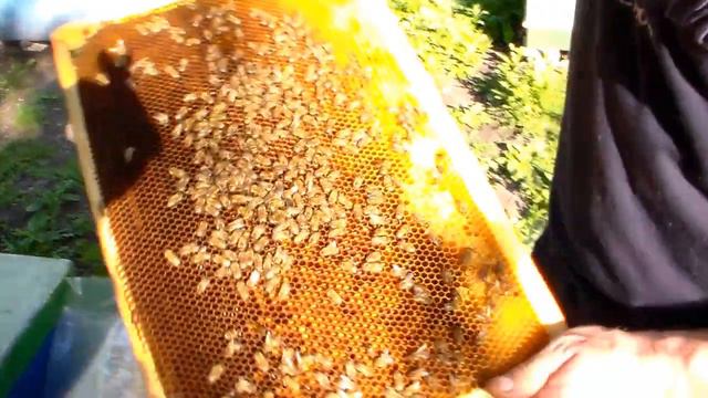 Продолжаем "философствовать" о породах пчел. смотреть онлайн