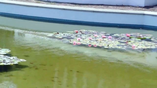 Lotuses & waterlilies in city park. Лотосы и водяные лилии в городском парке смотреть онлайн