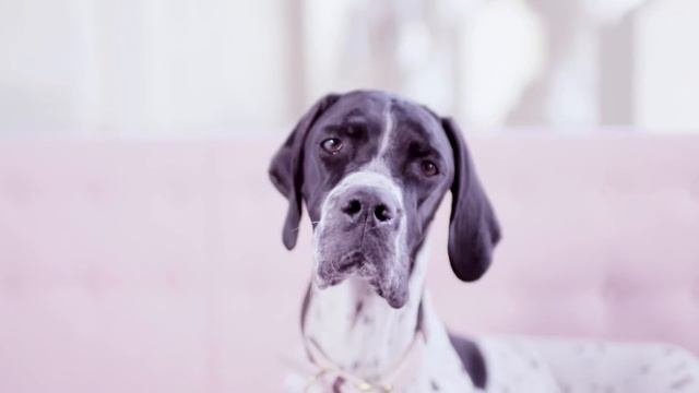 Wisteria Collection - Diamond Jewellery | Boodles смотреть онлайн