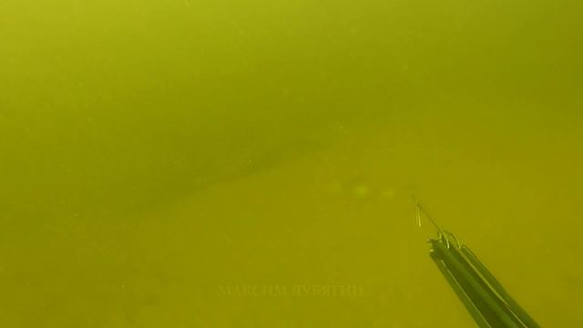 Подводная охота в Волгограде летом.