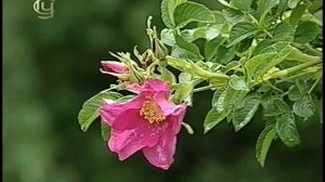 Покрытосеменные