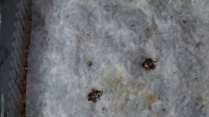 Клубневая бегония. Всходы. Пересадка в торфяные таблетки.