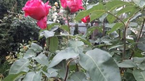 Роза Фредерік Шопен. #роза #грандіфлора #Фредерік #Шопен #мійсад #червень2022 #київ #україна