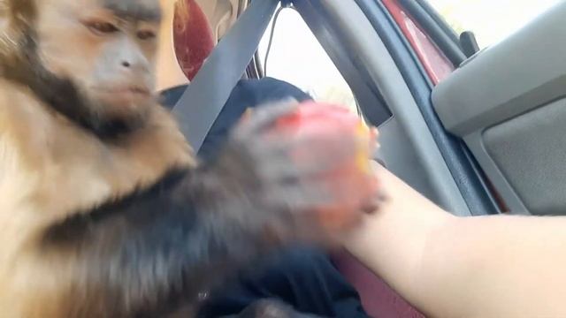 Маленькая обезьянка возвращается домой. смотреть онлайн