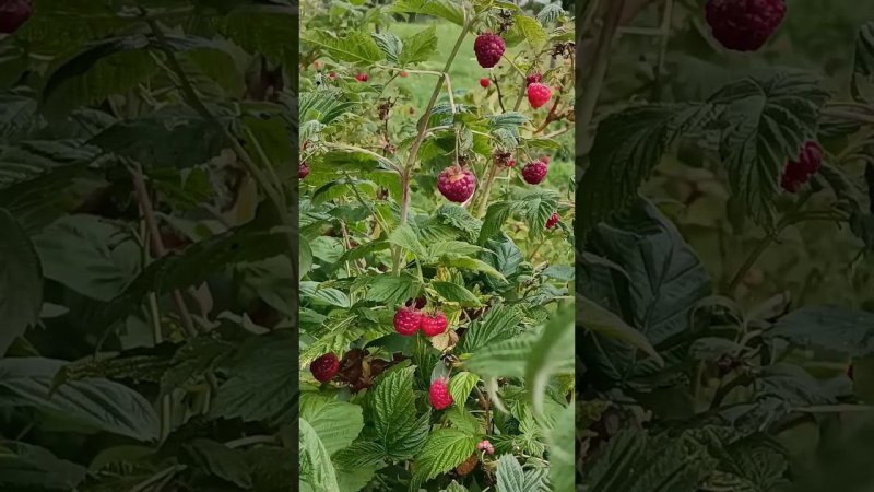 Созревшая сладкая и сочная ягодка!!!