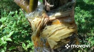 Как я боролась с муравьями и тлей на деревьях