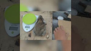 Вес крольчат в 2 недели.Когда открывают глаза?!?