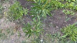 #14 7.06 Цветут пионы в Тульской области. Big Ben, Snow Supreme, Coral&Gold, Buckeye belle и др