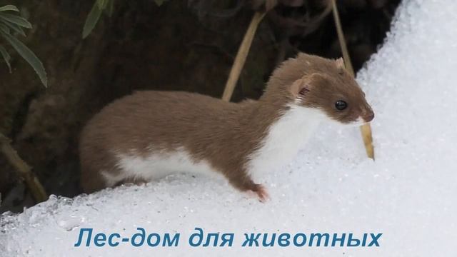 Берегите деревья смотреть онлайн