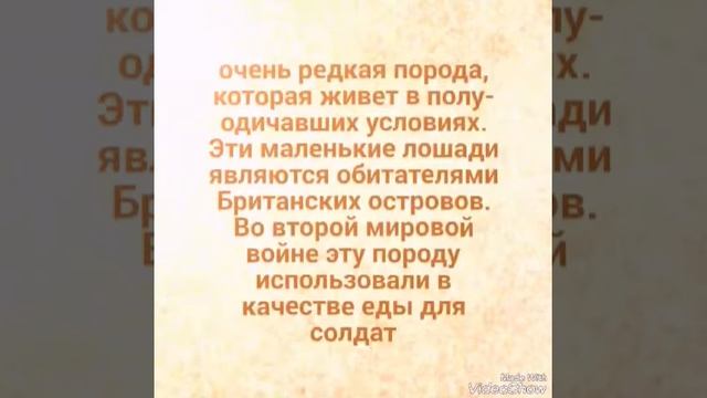 10 самых красивых лошадей смотреть онлайн