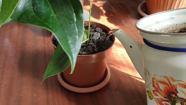 Антуриум гүлінің күтімі. смотреть онлайн