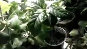 Какие лампы лучше использовать для досвечивания растений? +эксперемент. Мой опыт.