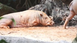 Свинья Бабирусса. Бесполезные клыки, врастающие в череп