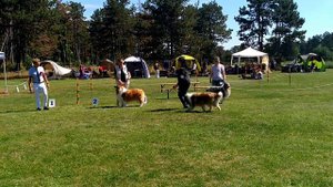 Club Winner Show 2017 in Austria, Collie Rough, Skabona Oriental Style