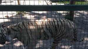 Белый тигр (Бенгальский тигр)