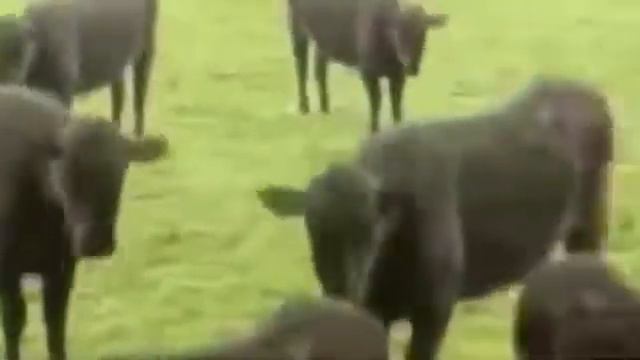 Семён Скрепецкий📎- Сельский хастла💣