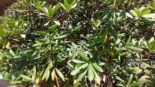 How to propagate start rhododendron anyone can смотреть онлайн