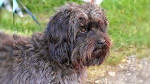 Барбет. Плюсы и минусы, Цена, Как выбрать, Факты, Уход, История