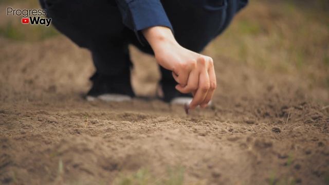 Перед Посадкой Озимого Чеснока ПОСТОЯННО Добавляю Это Удобрение! смотреть онлайн