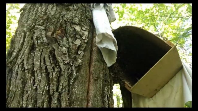Снять рой с дерева. Чуть не профукал... смотреть онлайн