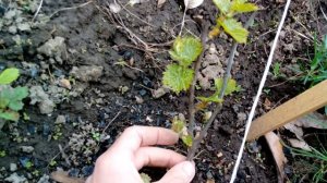 Формировка винограда. молодой куст