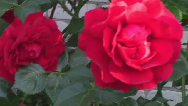 Майское цветение молодой плетистой розы Сантана..mp4 смотреть онлайн